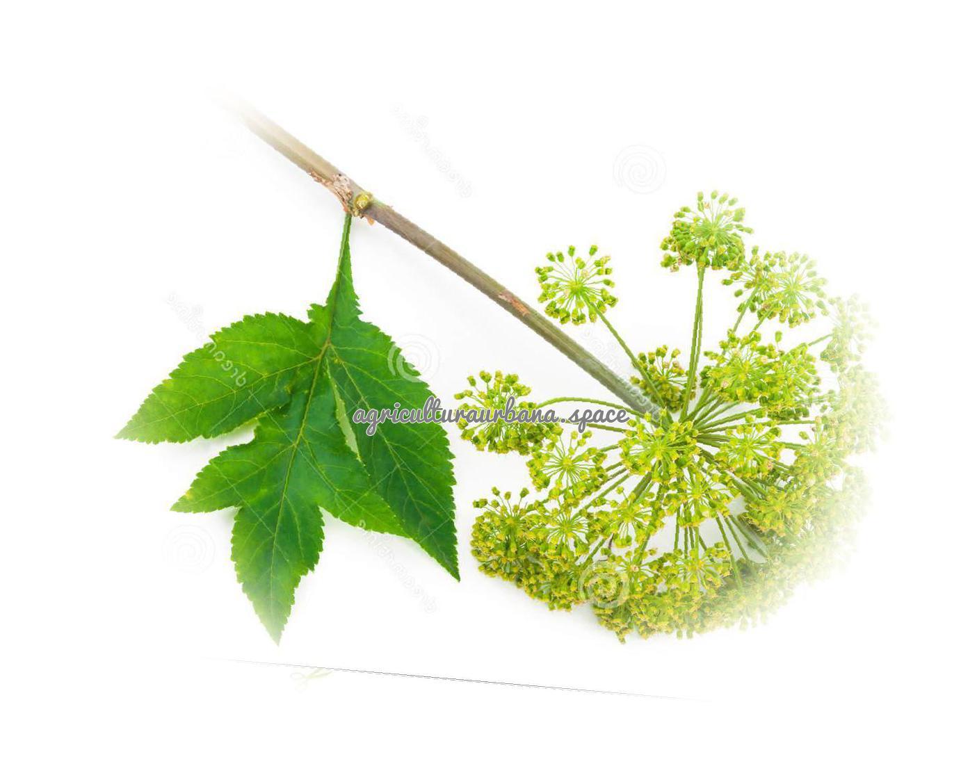 Cómo plantar angélica (Angelica archangelica)