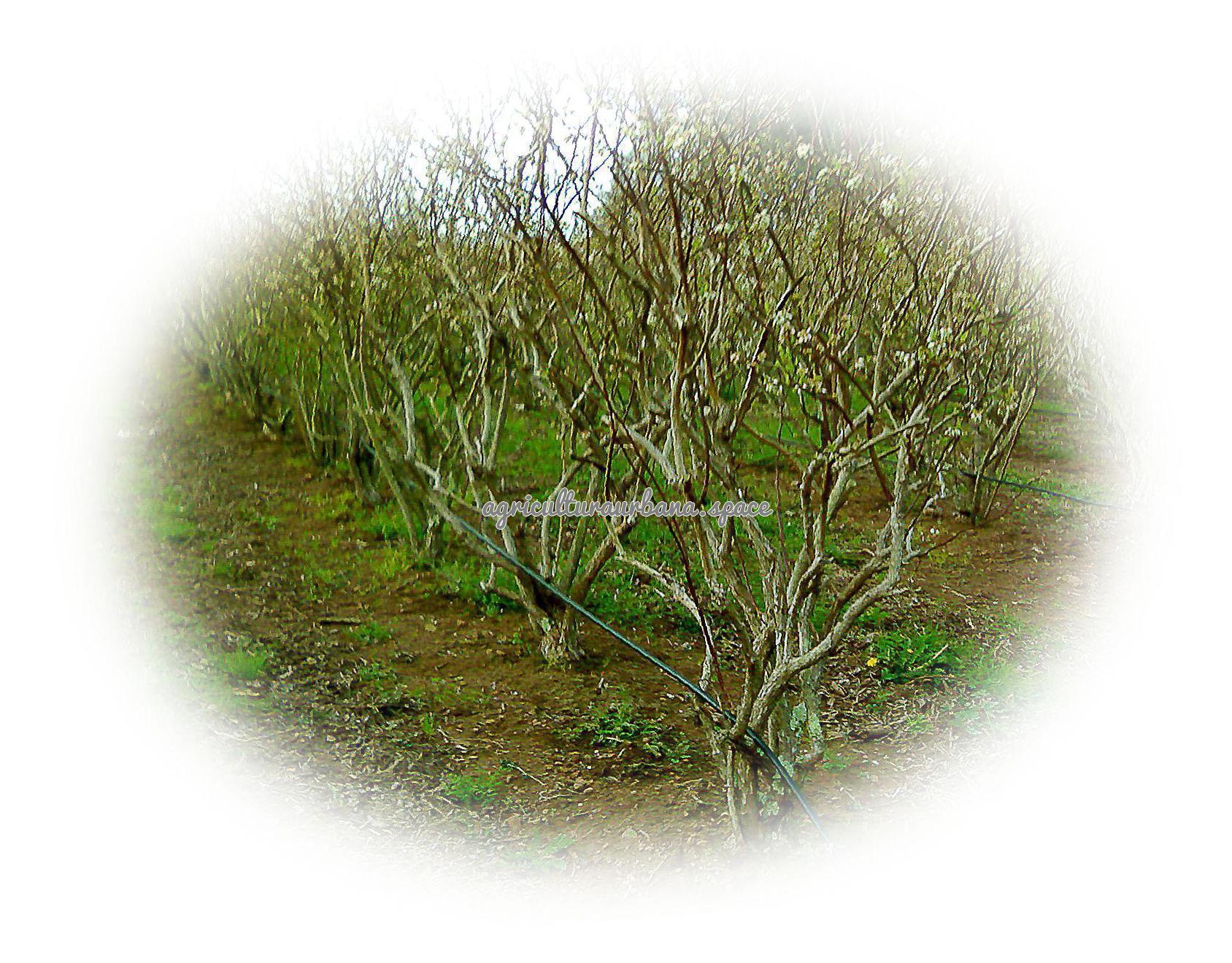 Cómo plantar arándanos en maceta y en el huerto