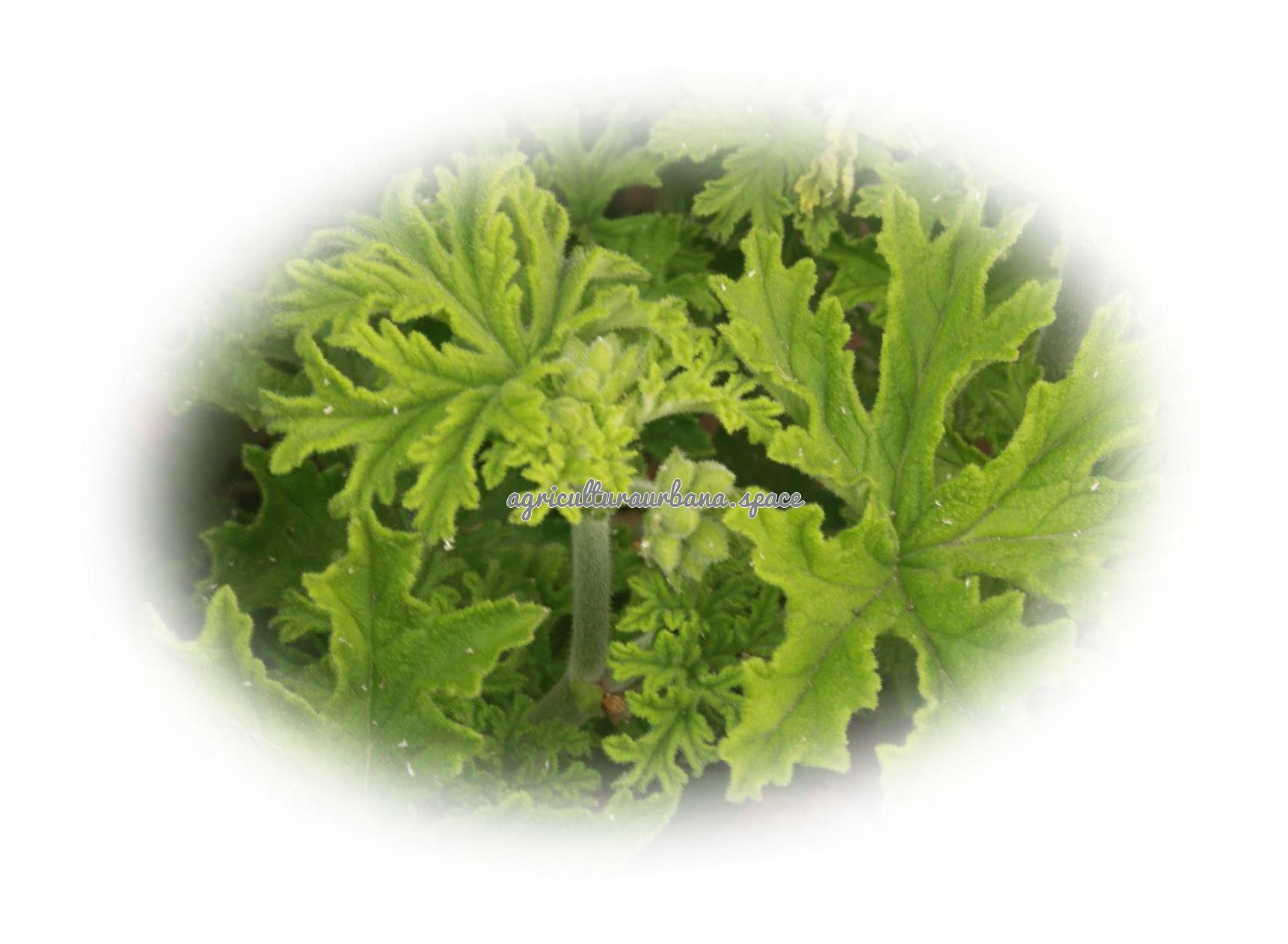 Cómo plantar artemisa (Artemisia vulgaris)