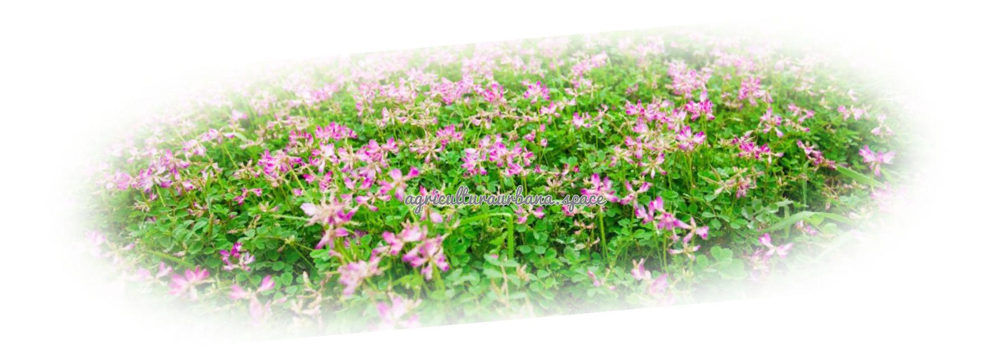 Cómo cultivar astrágalo: siembra y cuidados