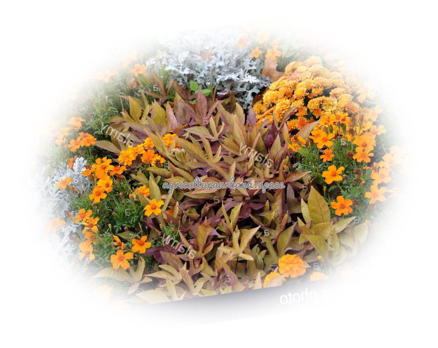 Cómo plantar batata paso a paso