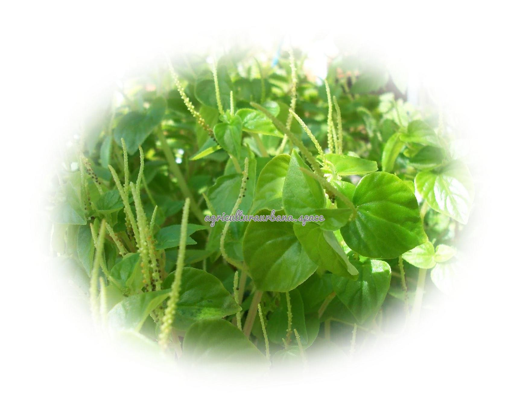 Cómo cultivar berros en casa, en agua