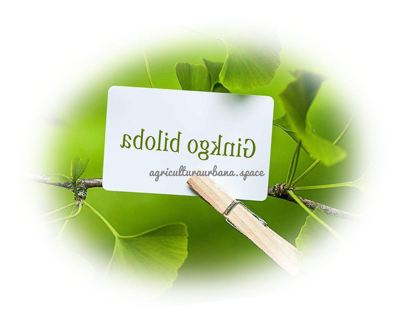 Cómo plantar un ginkgo biloba en el jardín