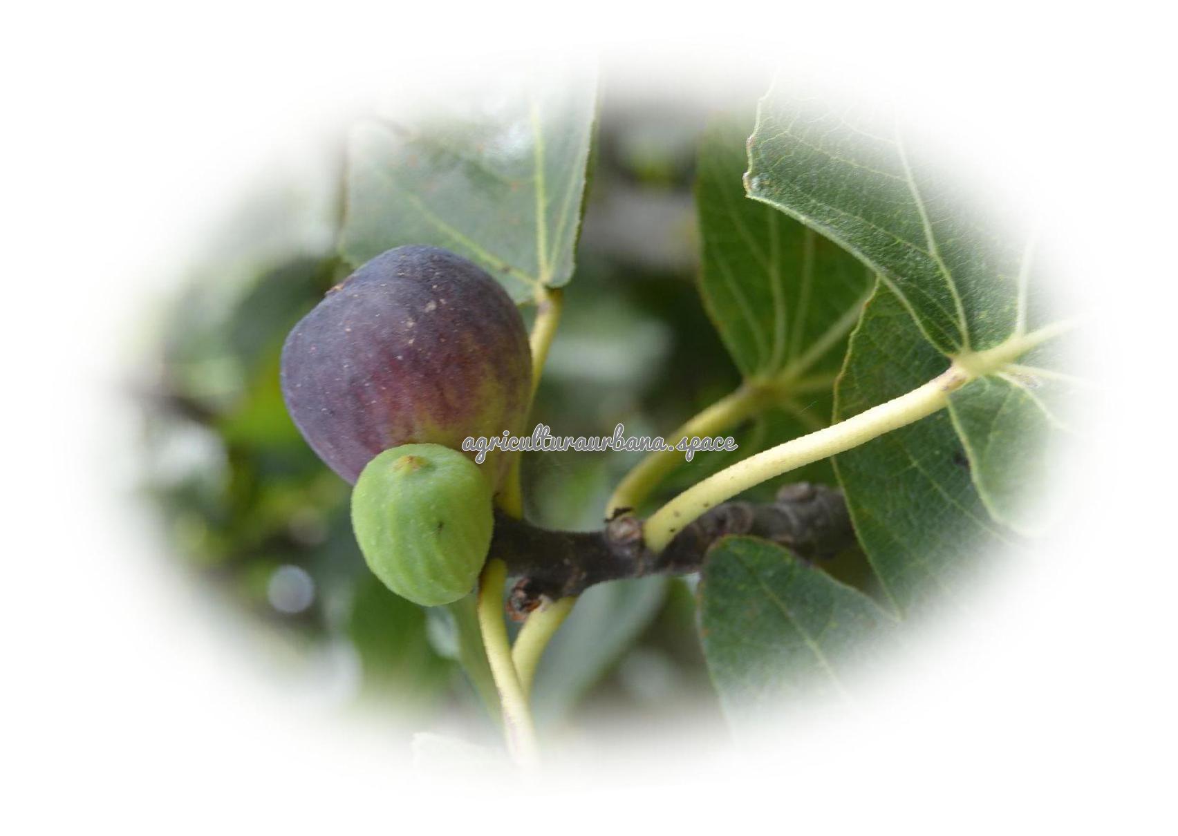 Cómo cultivar higuera para brevas