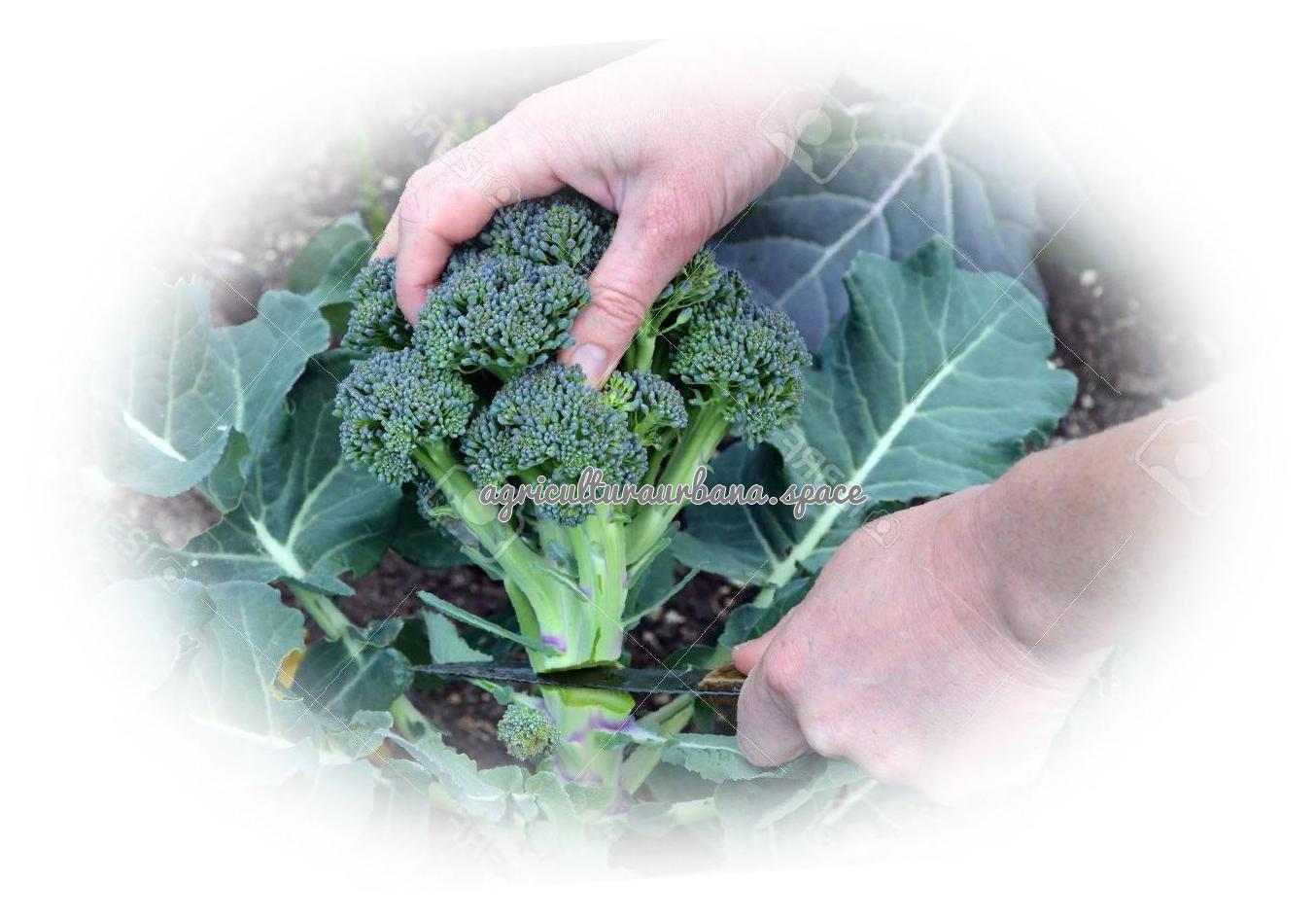 Cómo plantar brócoli en casa