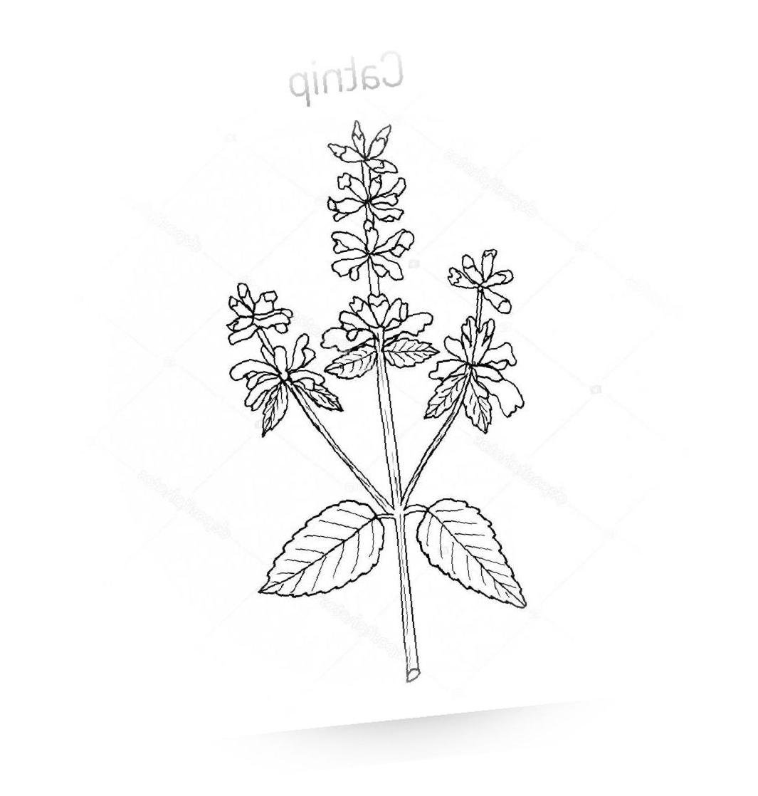 Cómo plantar hierba gatera (Nepeta cataria)
