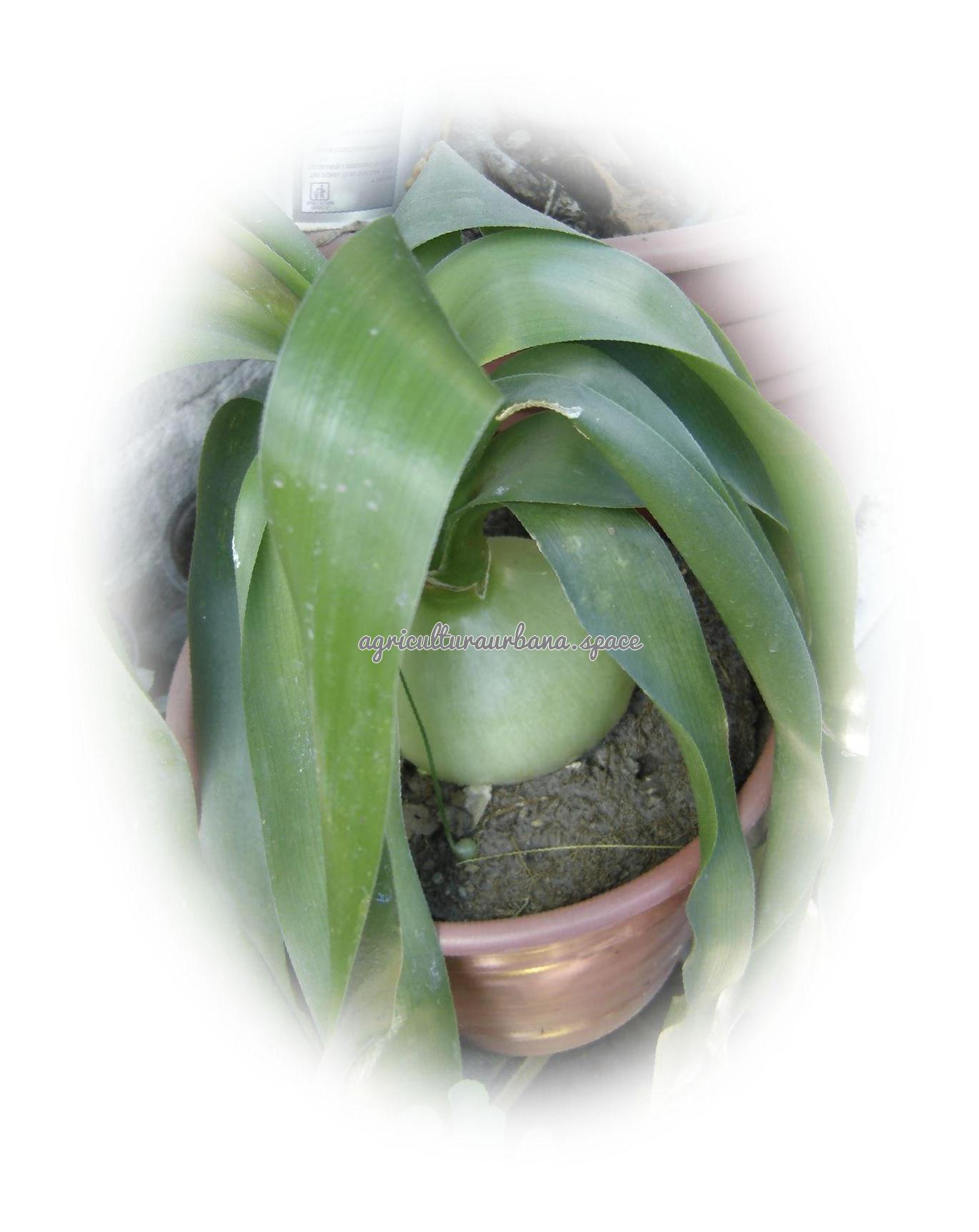 Cómo plantar cebolla en casa y en el huerto