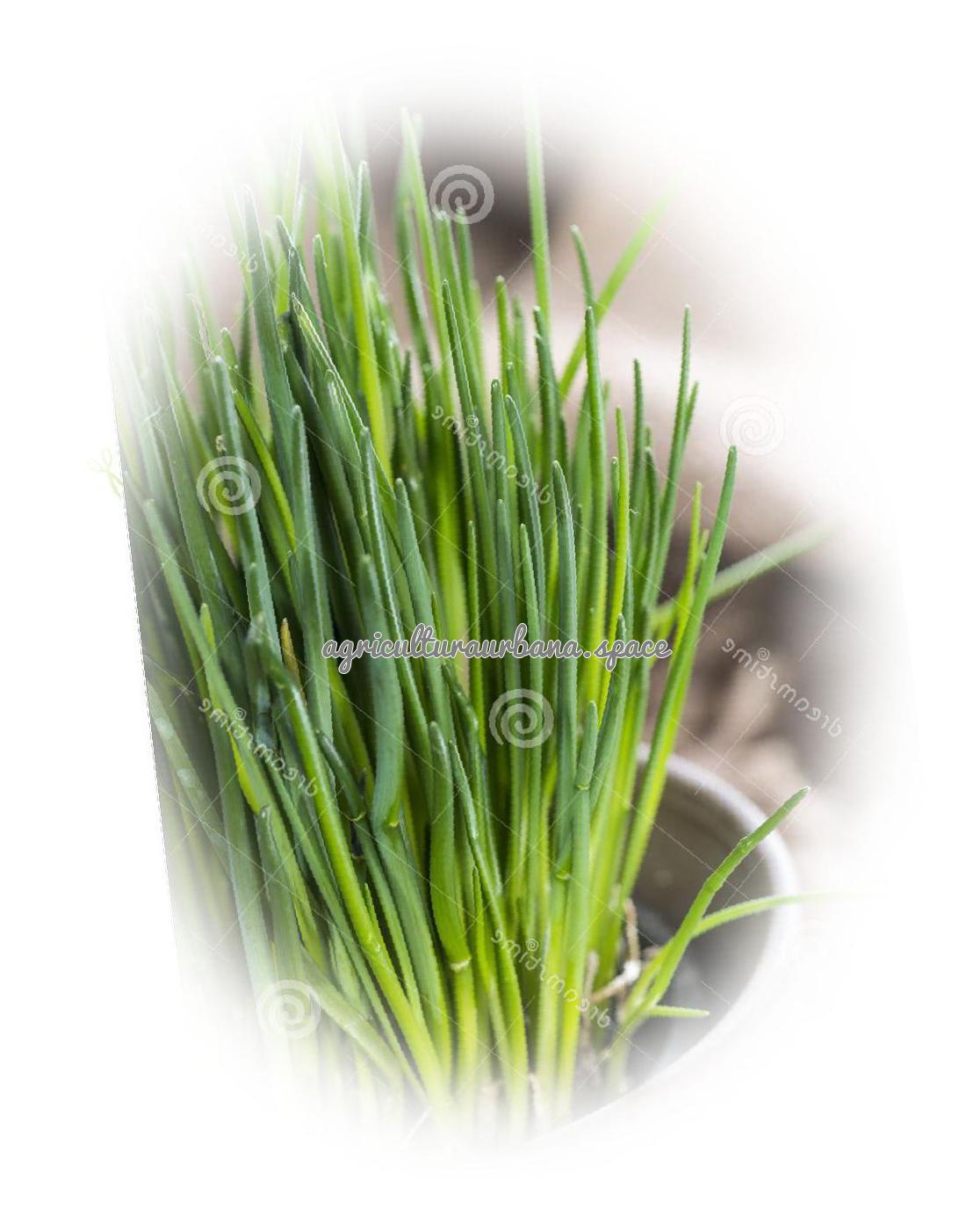Cómo plantar cebolleta en maceta y en el huerto
