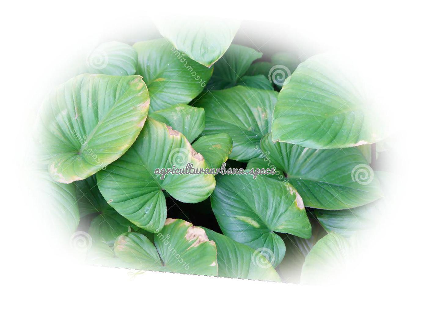 Cómo cultivar centella asiática en maceta