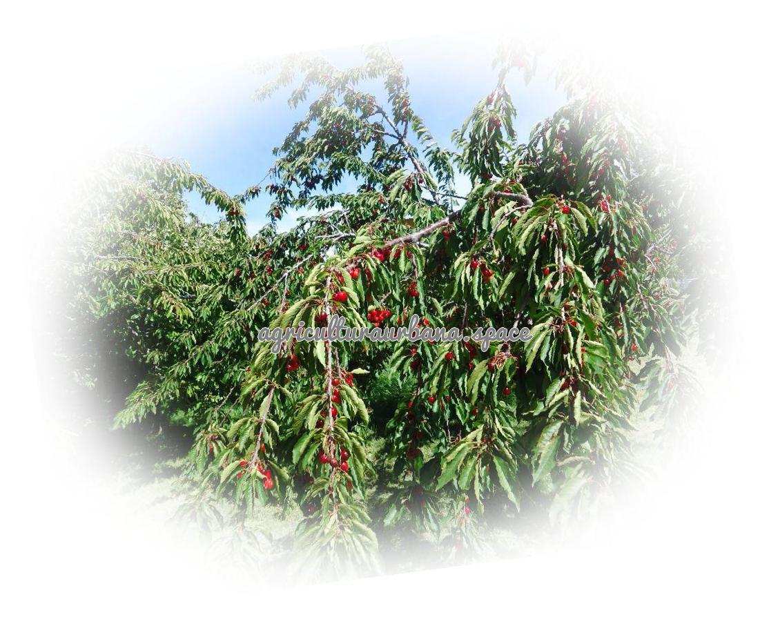 Cómo plantar un cerezo y tener cerezas
