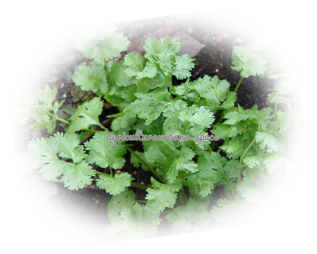 Cómo plantar cilantro en casa y en el huerto