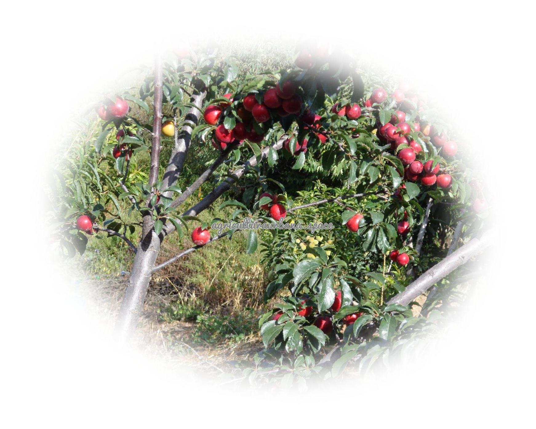 Cómo plantar un ciruelo y tener ciruelas
