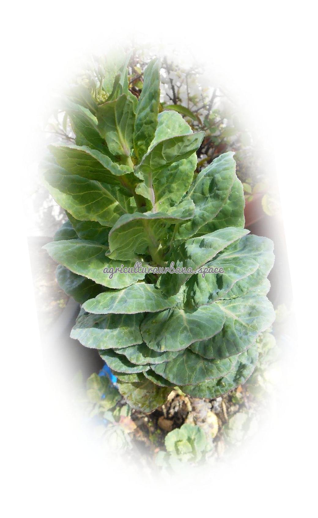 Cómo plantar col o repollo
