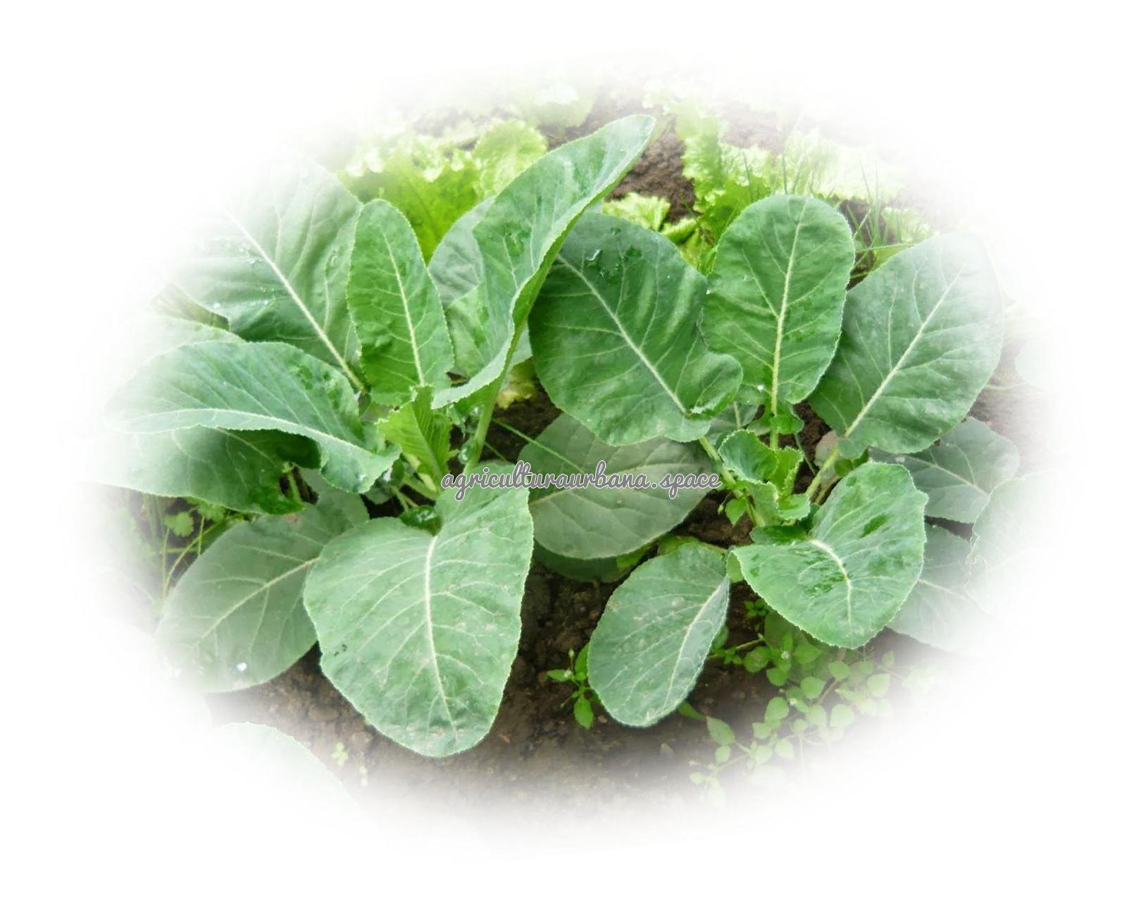 Cómo plantar coliflor