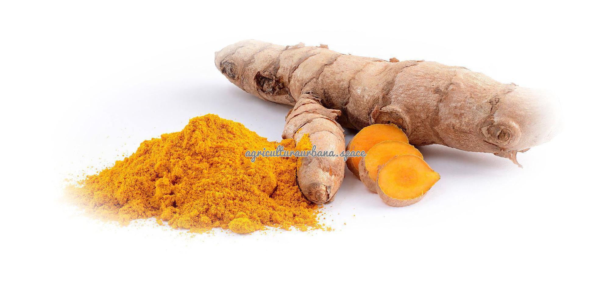Cómo plantar cúrcuma en maceta