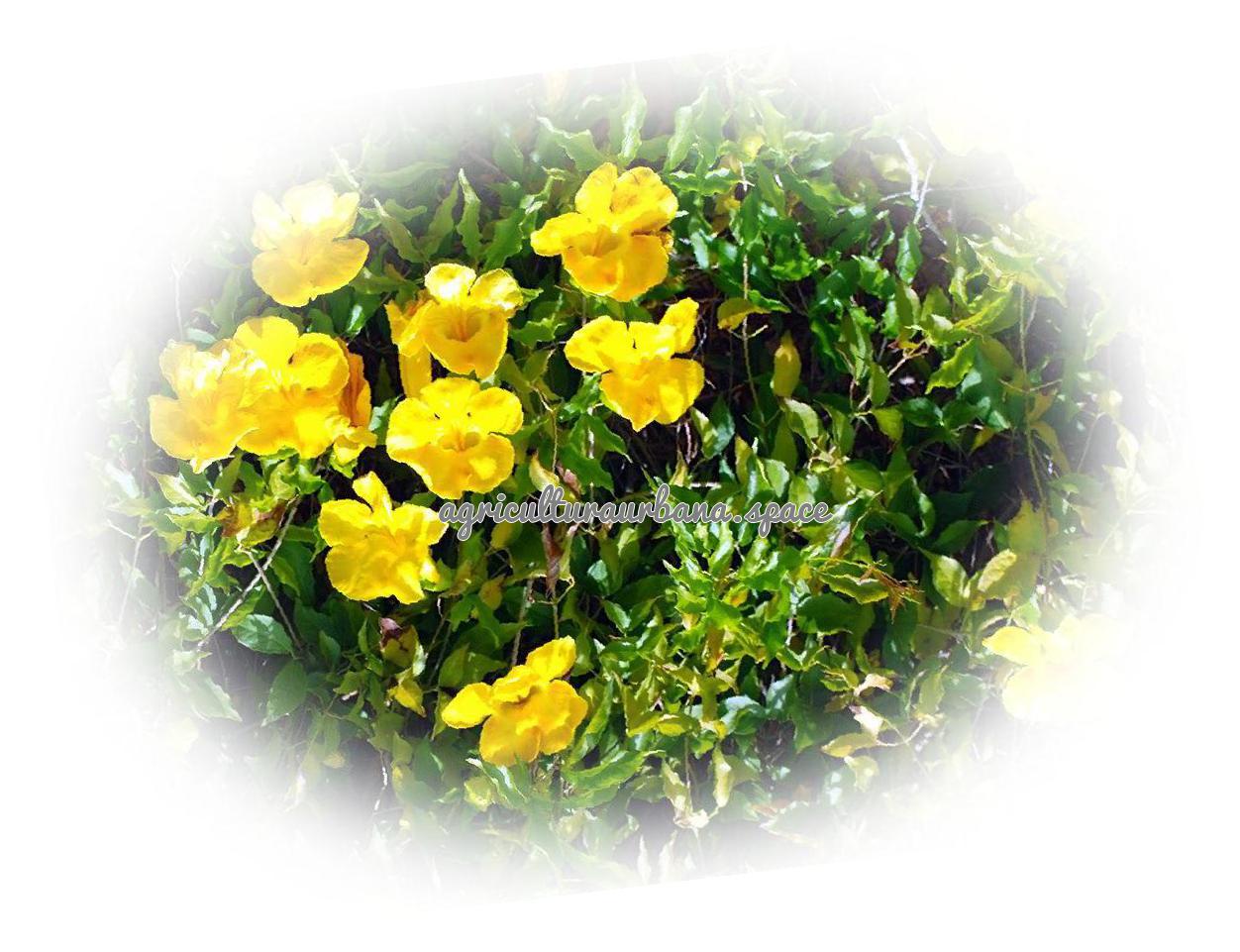 Cómo cultivar damiana en maceta