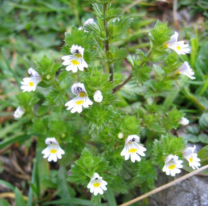 pasto de montana con eufrasia