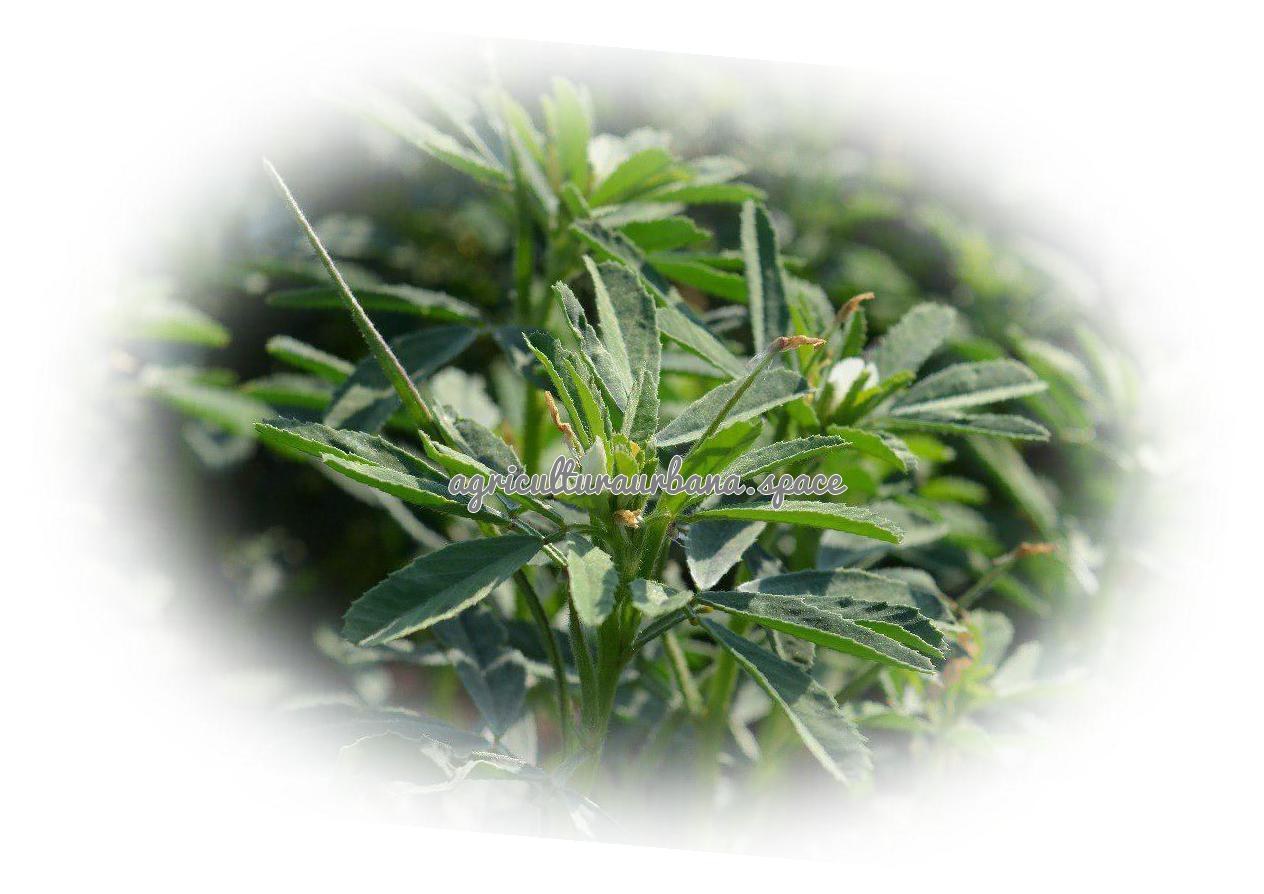 Cómo plantar fenogreco o alholva