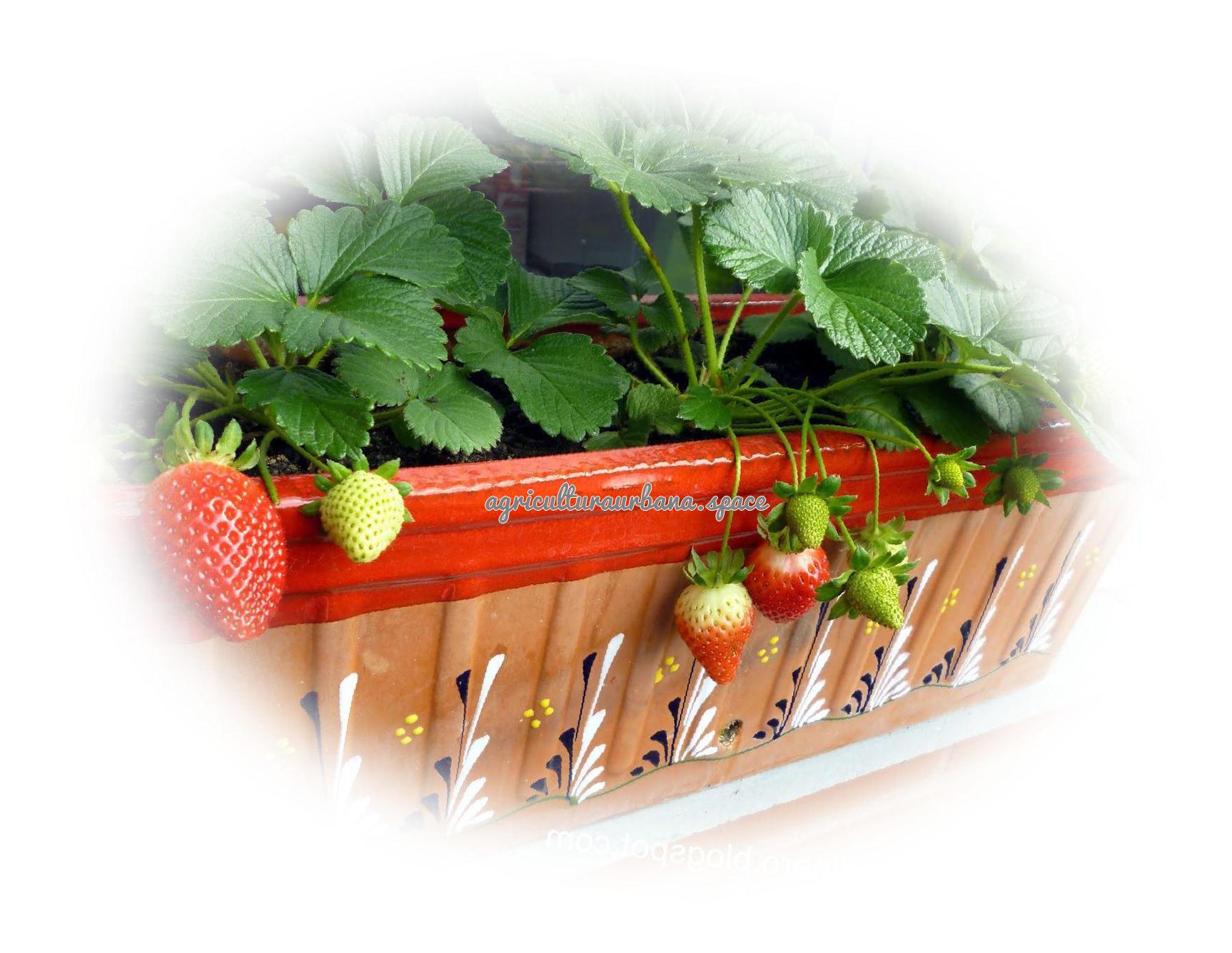Cómo plantar fresas en maceta o en el huerto