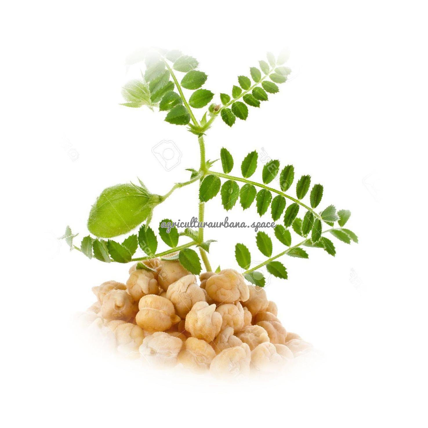 Cómo plantar garbanzos en el huerto