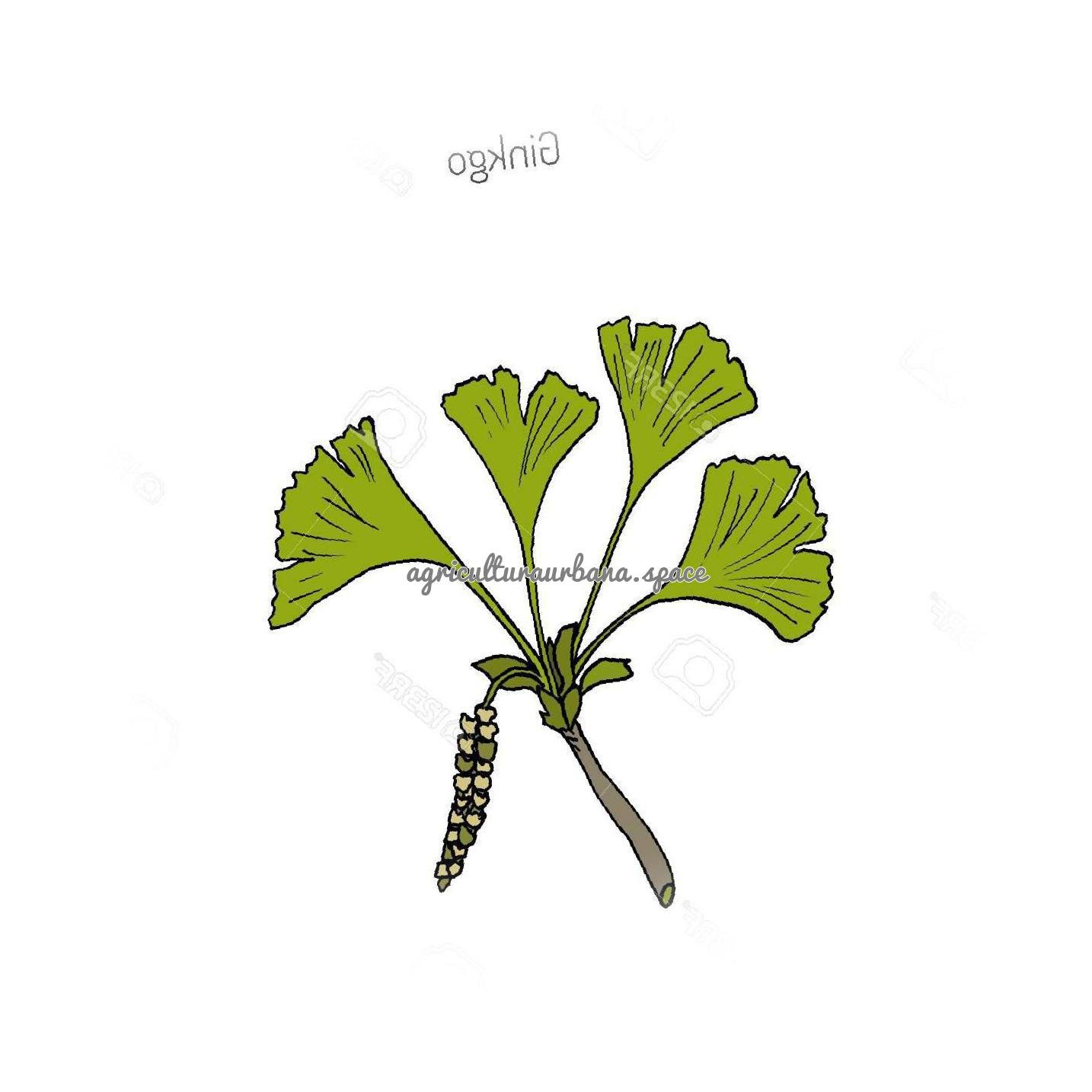 Cómo plantar un ginkgo biloba