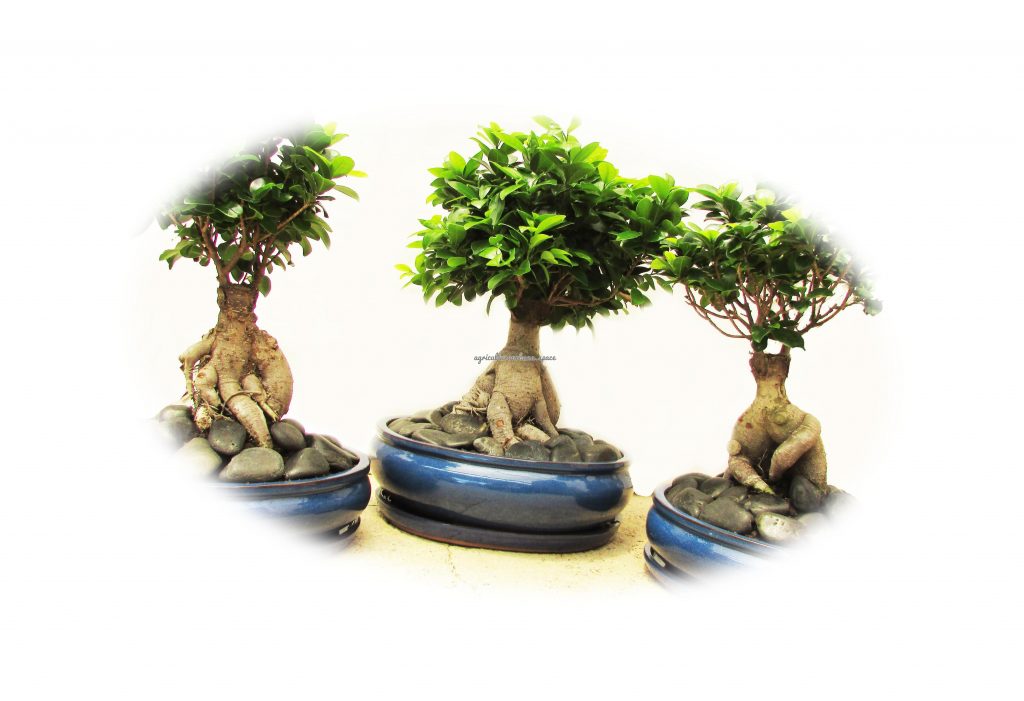 Ginseng: cómo se cultiva y por qué es difícil