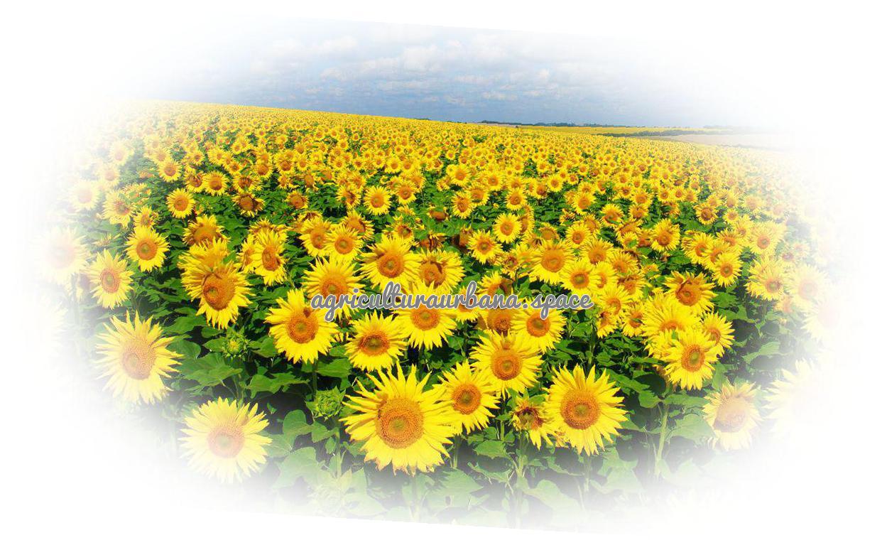 Cómo plantar girasoles en el huerto o en maceta