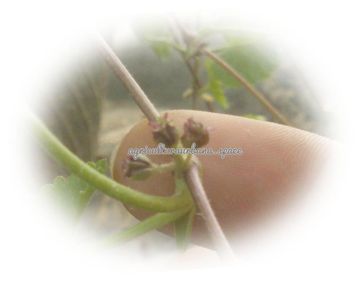 Como plantar gotu kola (Centella asiatica)