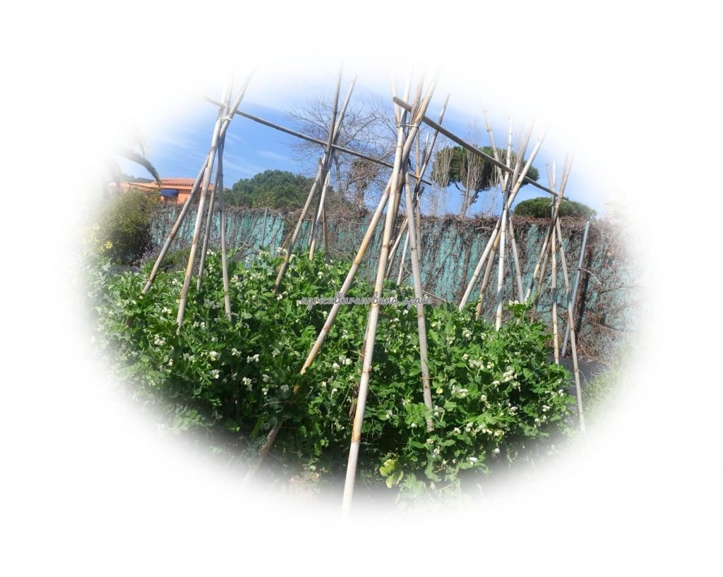 Como plantar guisantes en el huerto o en maceta