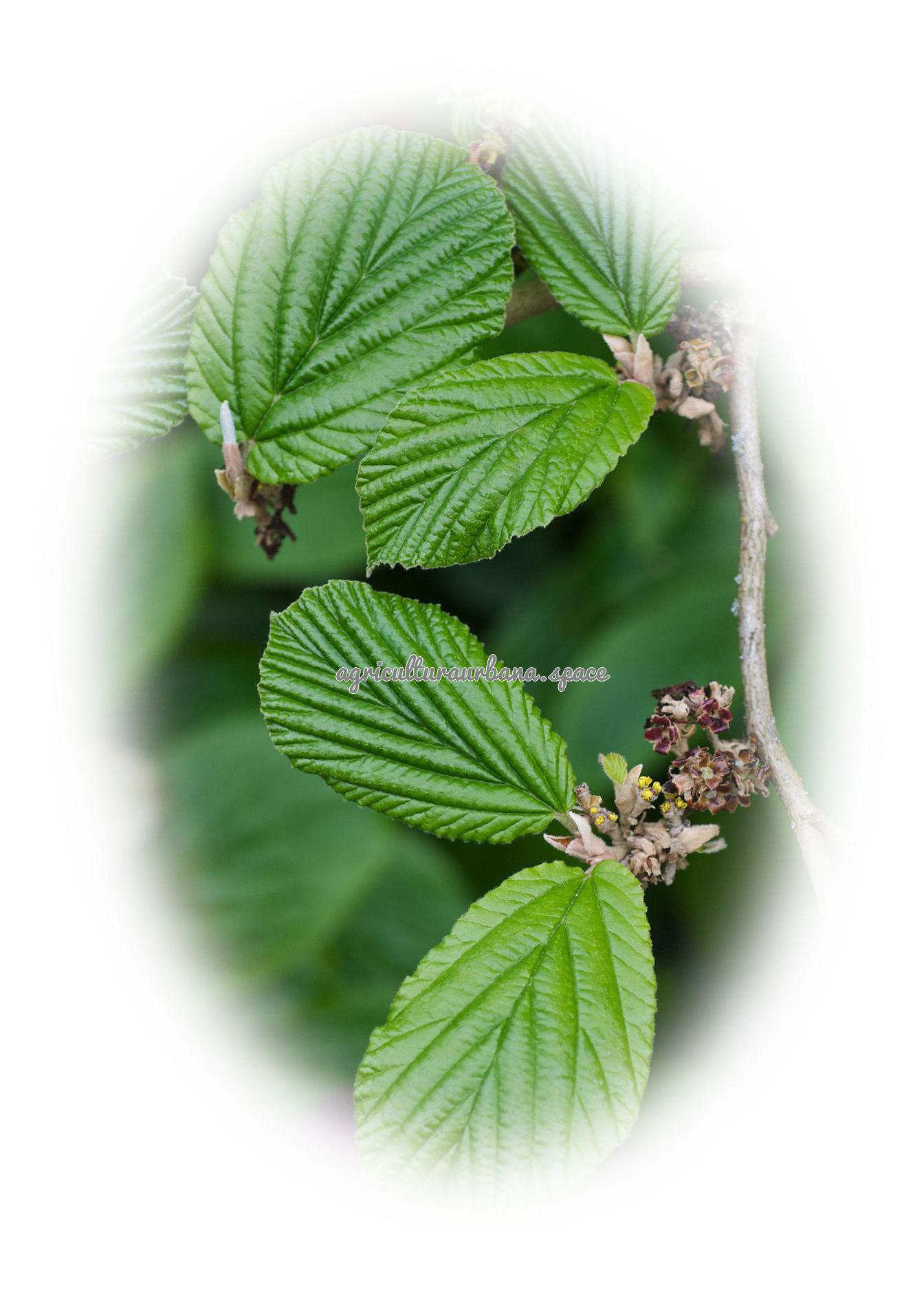 Como plantar hamamelis en el jardin