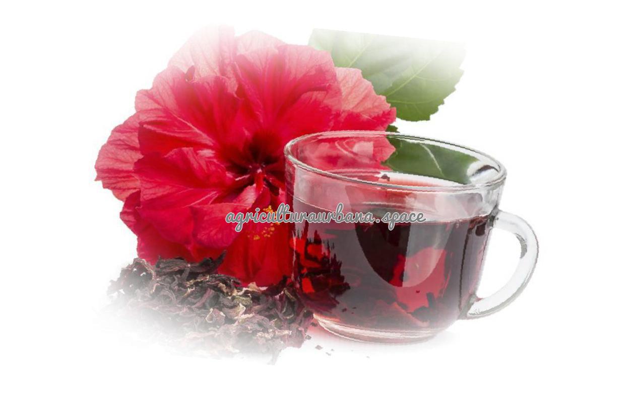 Como plantar hibisco en maceta y cuidarlo