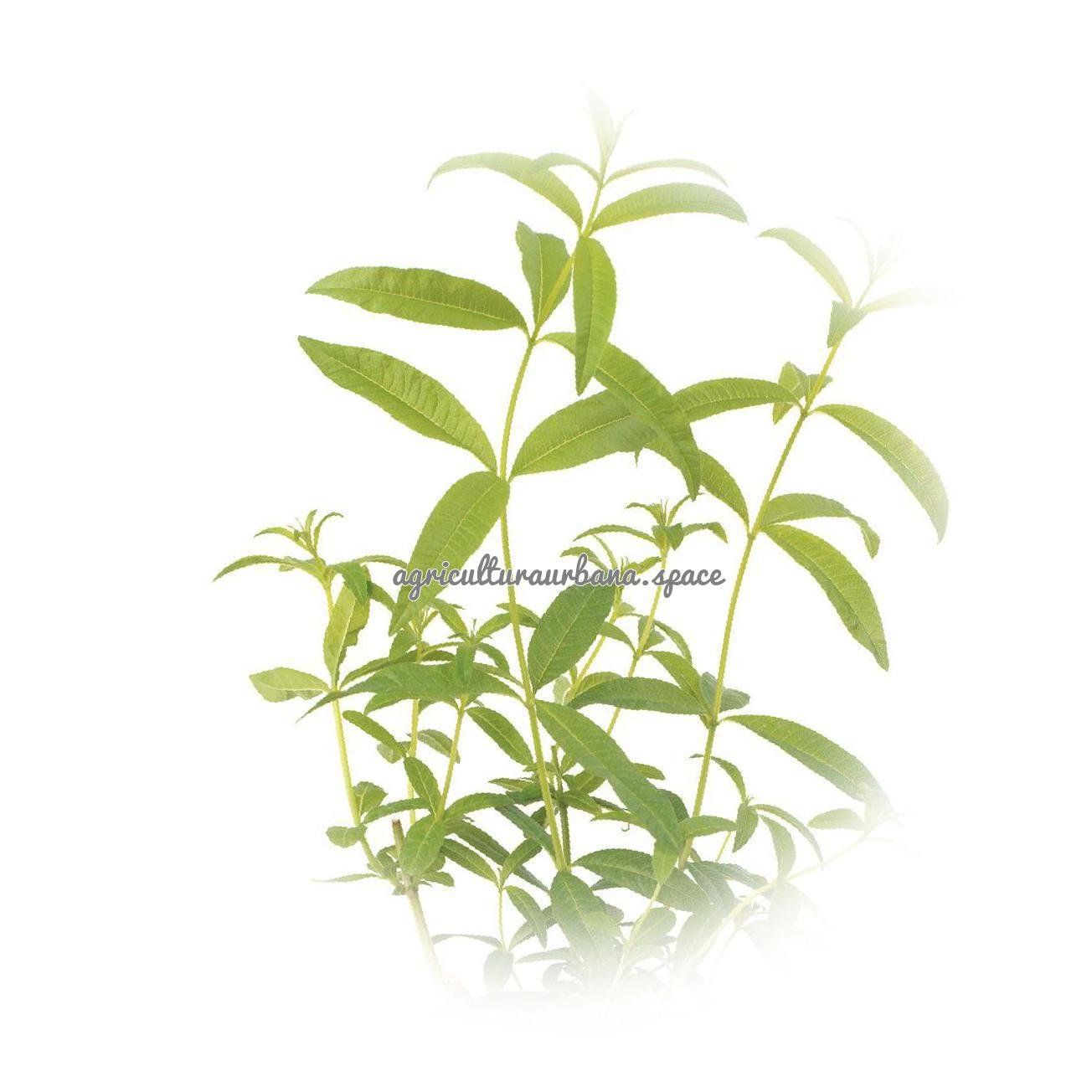 Como plantar hierba luisa en maceta o jardin