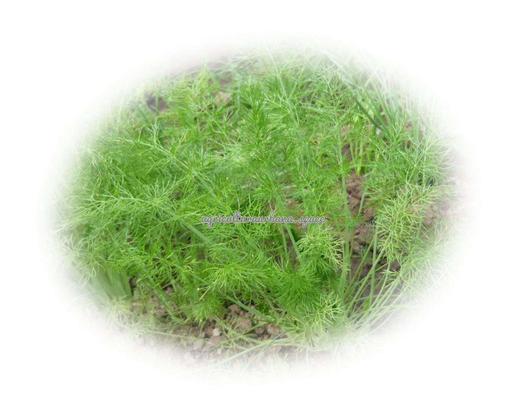 Como plantar hinojo: de bulbo y silvestre