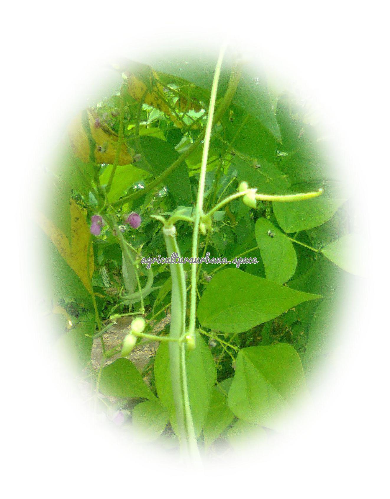 Como plantar judias verdes y de grano