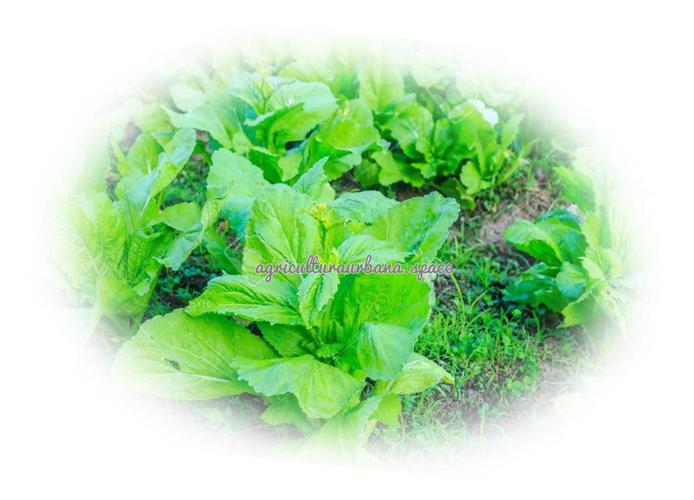 Como plantar kale o col rizada