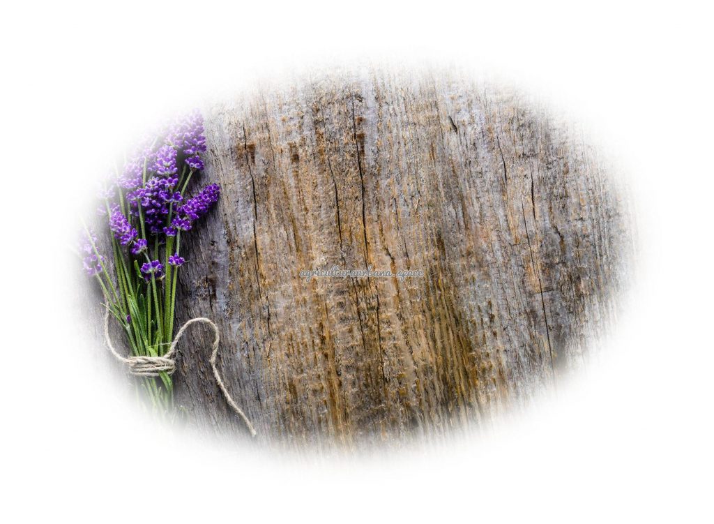 Cómo plantar lavanda en maceta o en el jardín