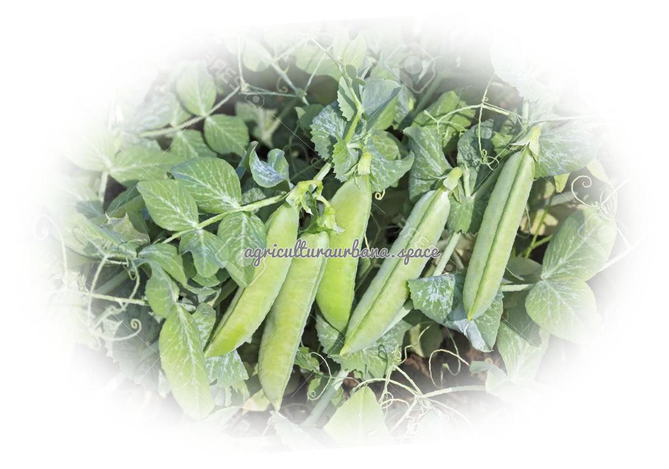 Cómo cultivar legumbres en el huerto
