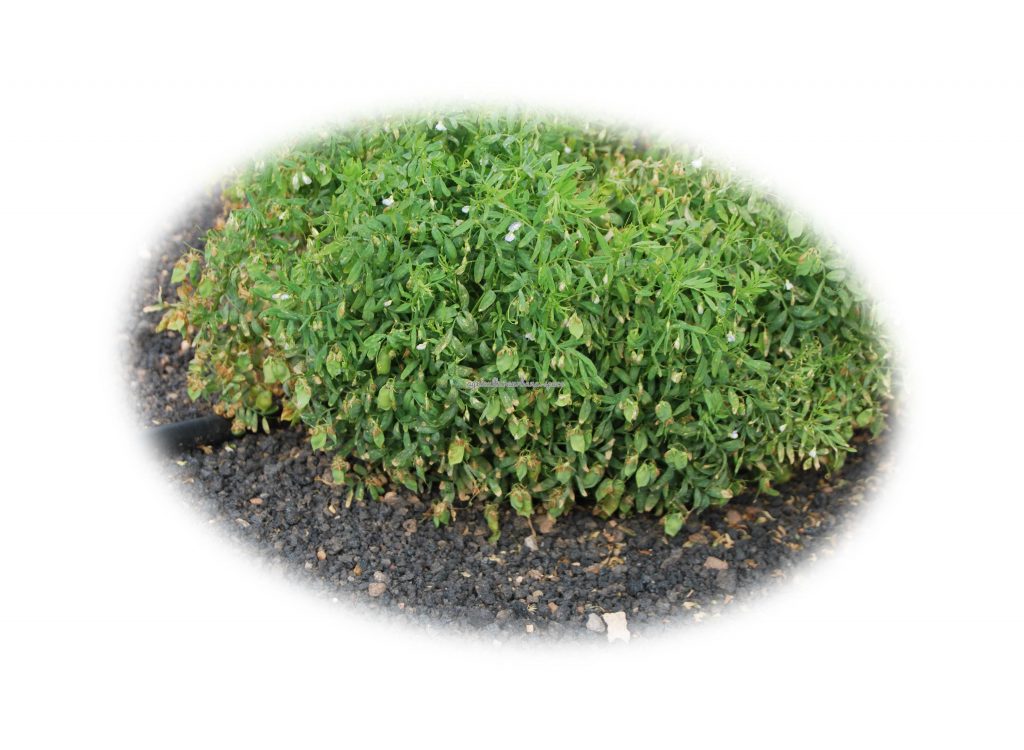 Cómo cultivar lentejas: siembra, cosecha y secado