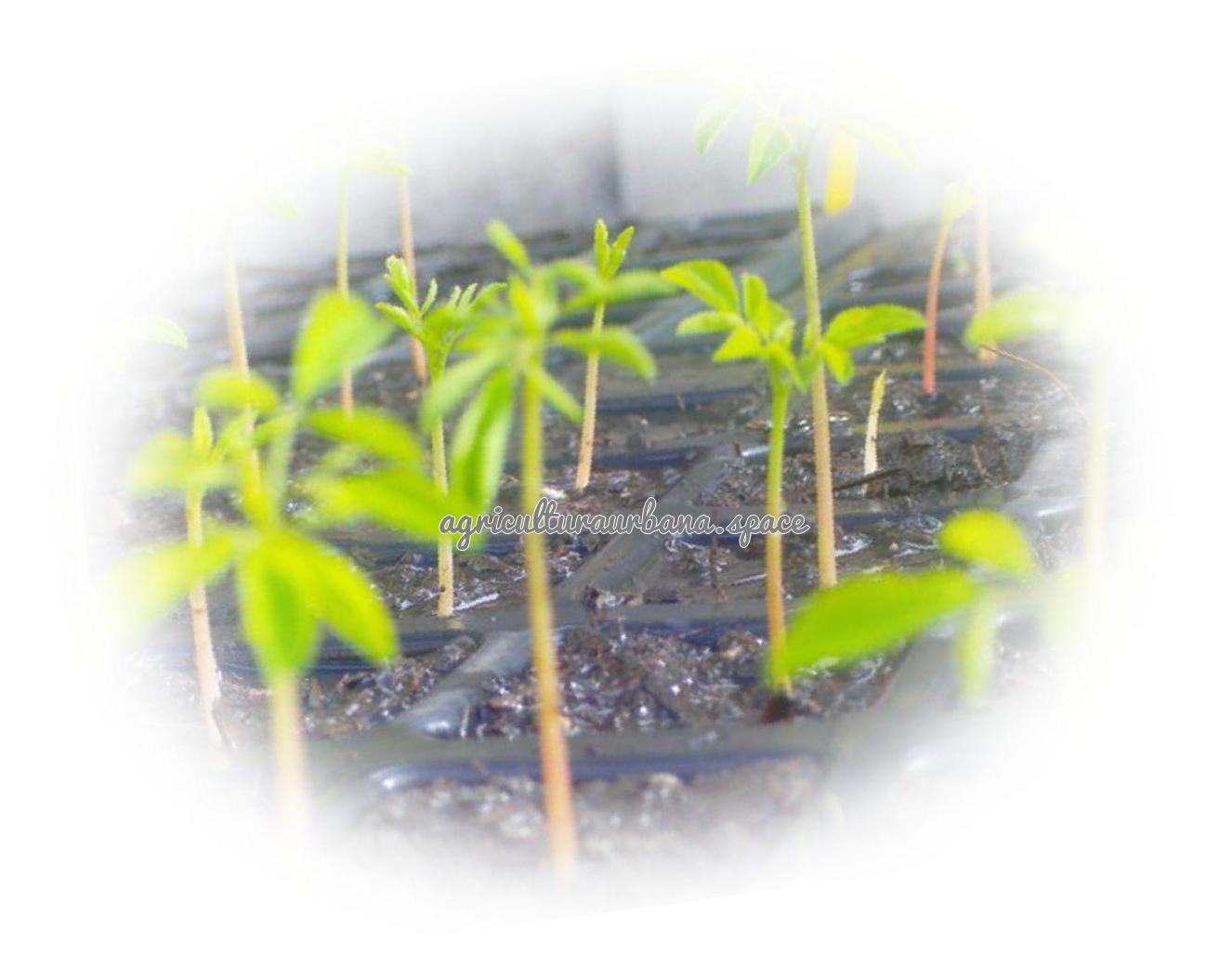 Moringa: cómo se cultiva y dónde crece en España