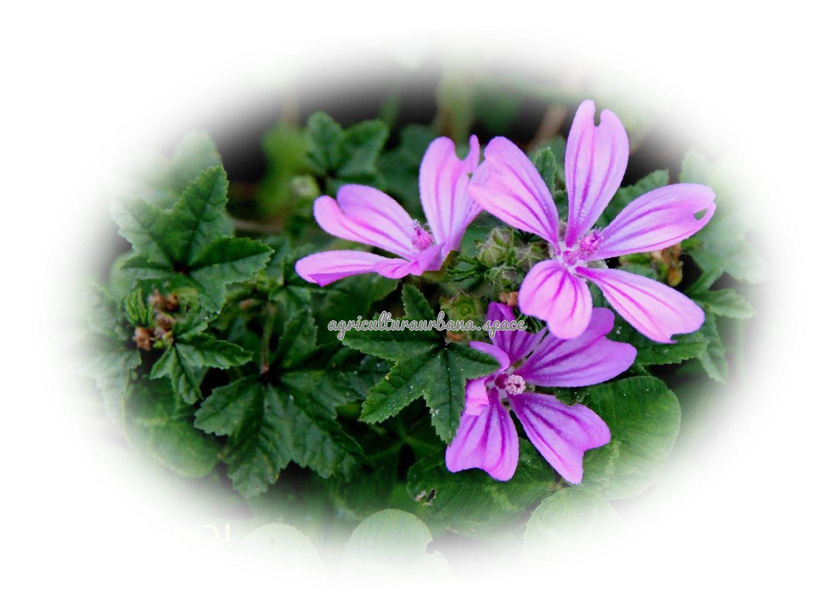 Cómo plantar malva en el huerto o en maceta