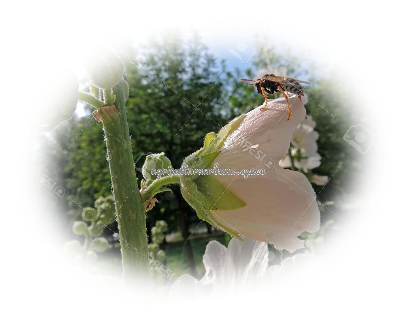Cómo plantar malva real o malvarrosa