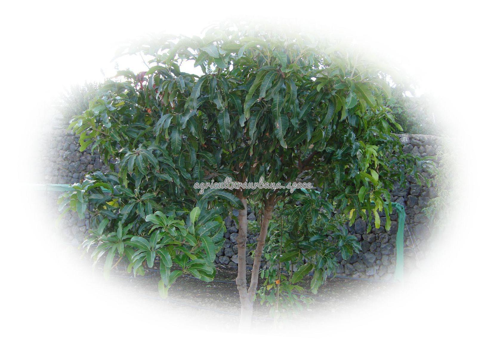 Cómo plantar mango: clima, injerto y cuidados