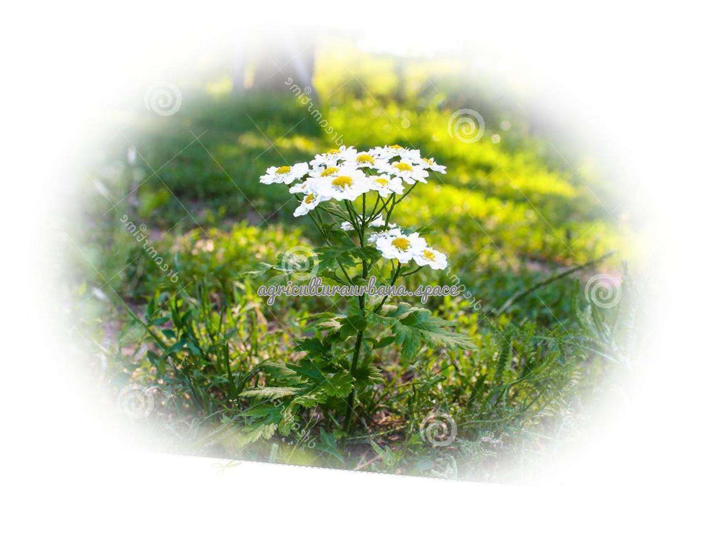 Cómo plantar matricaria en maceta o jardín