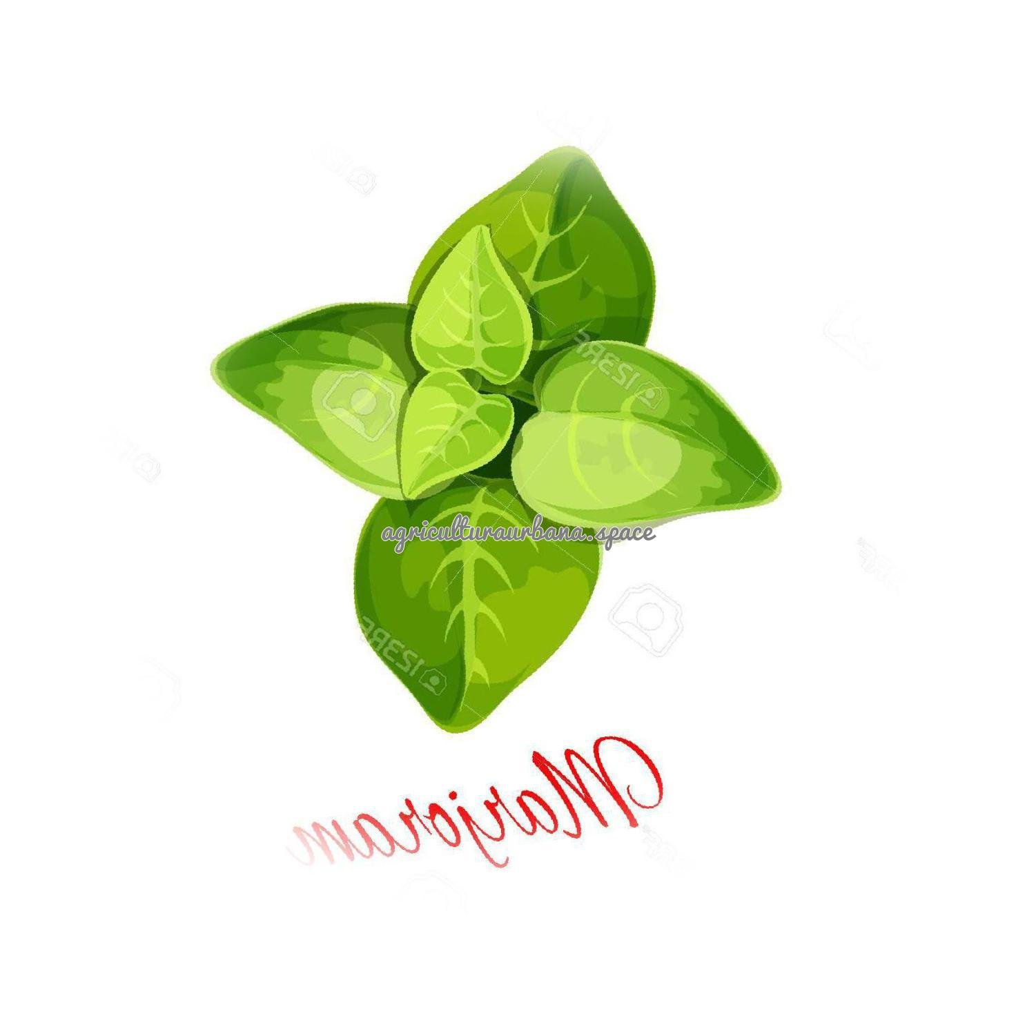 Cómo plantar mejorana en maceta