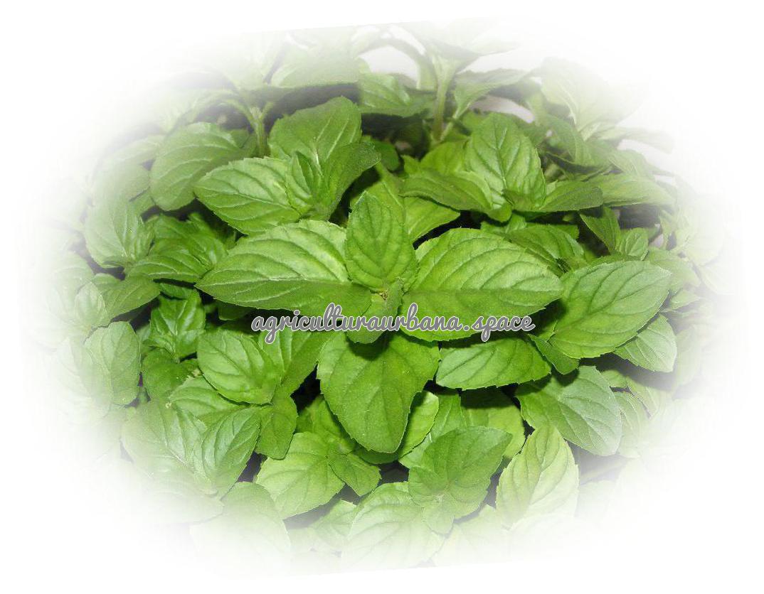 Cómo plantar menta piperita en maceta