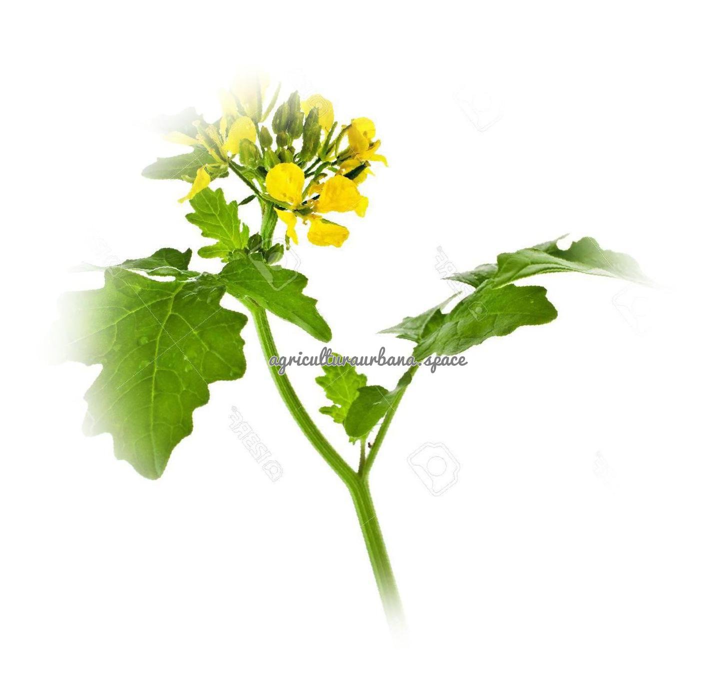 Cómo plantar mostaza: hoja, semilla y abono verde