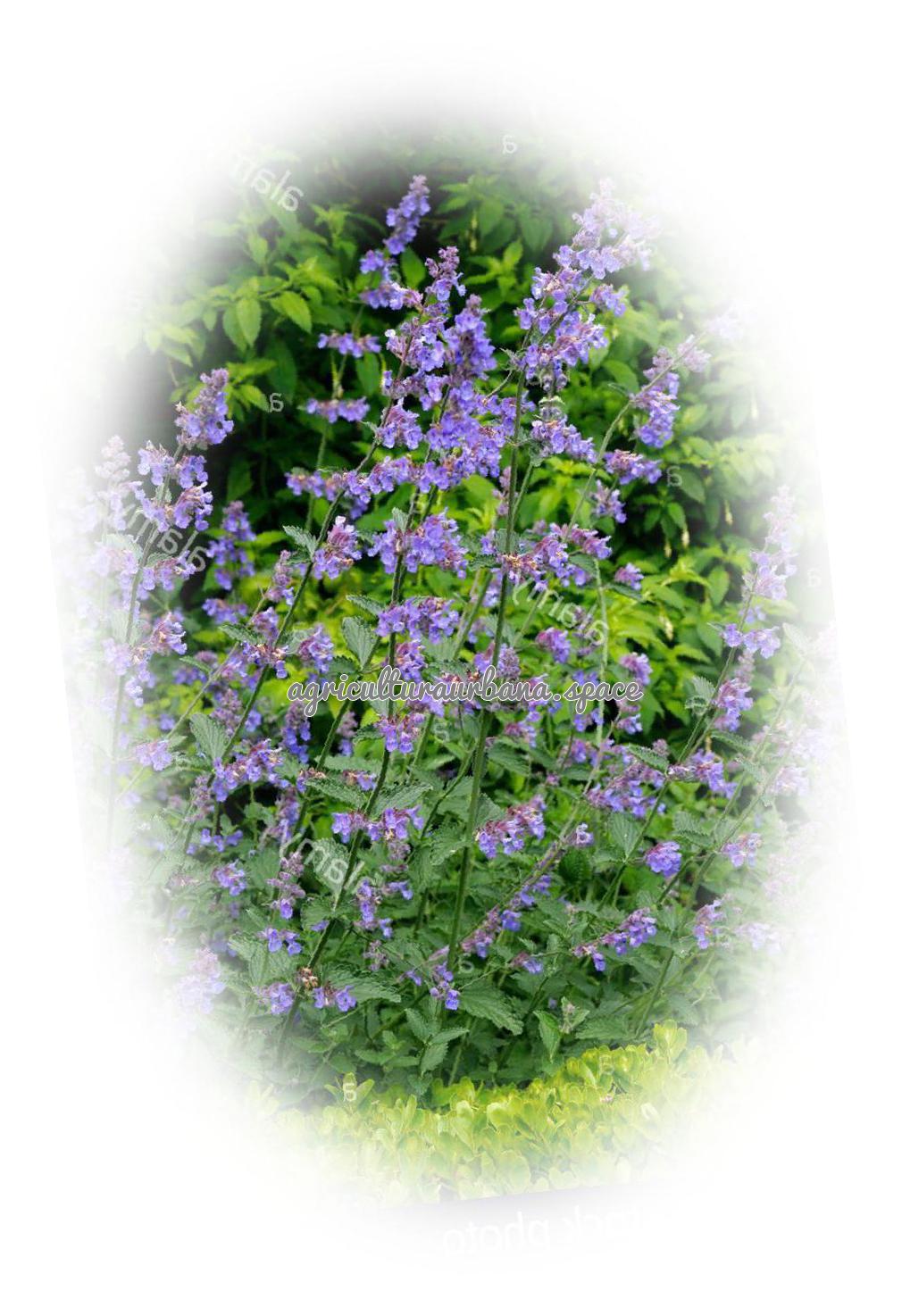 Cómo plantar nepeta en el jardín y en maceta