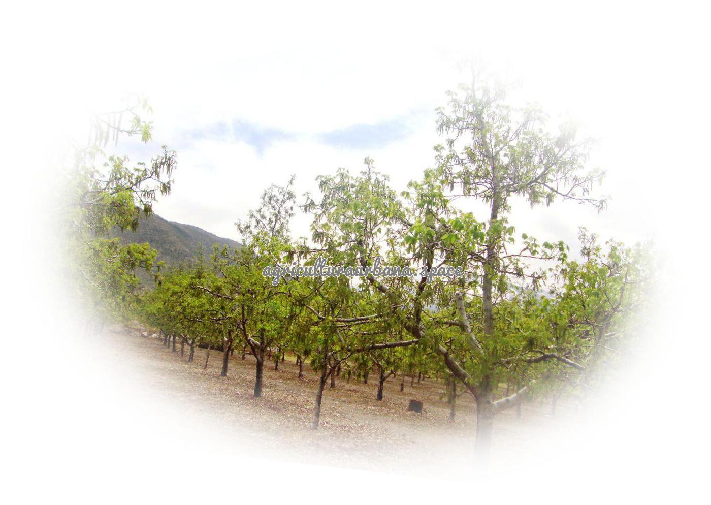Cómo plantar un nogal: sitio, variedad y cuidados