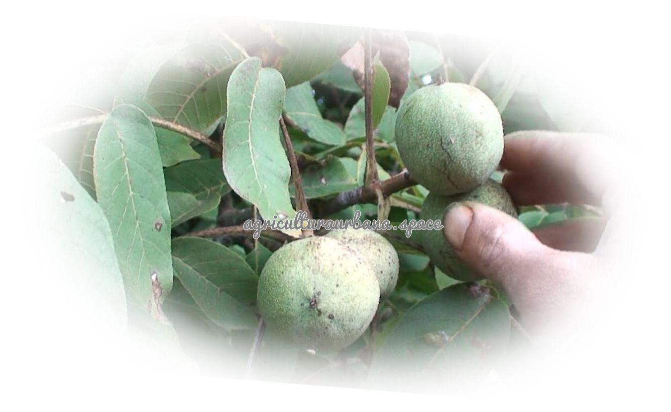 Cómo plantar nueces y cosecharlas bien