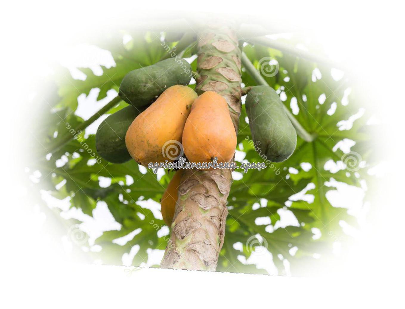 Cómo plantar papaya y dónde se puede cultivar